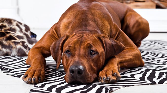 Best Dog Breeds Out There: A Guide To Help You Choose Your Perfect Companion