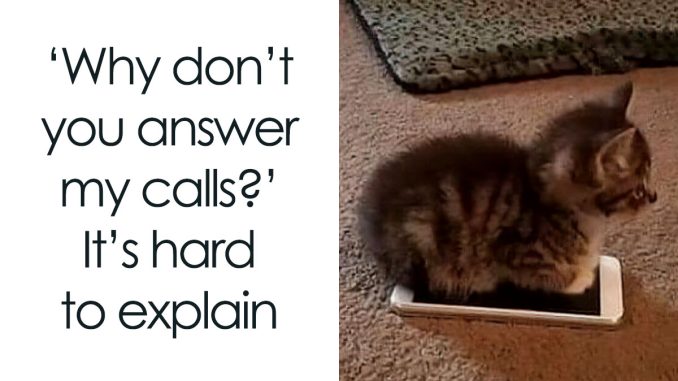 84 Funny Cat Memes And Pics That Show Why The Internet Loves Them So Much, As Shared On This FB Page