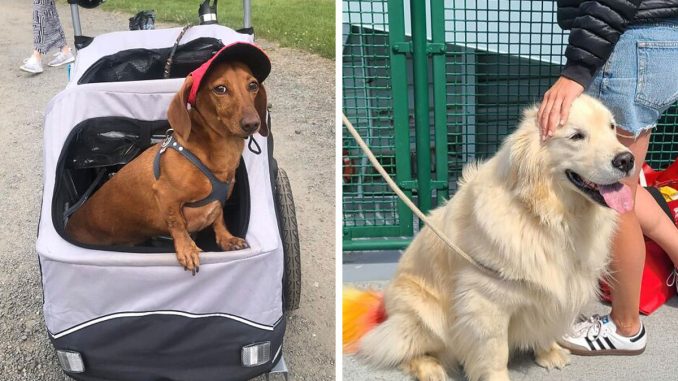 135 Of The Best Pics From The ‘Dogspotting’ Group Where People Share Their Most Unexpected Encounters (New Pics)