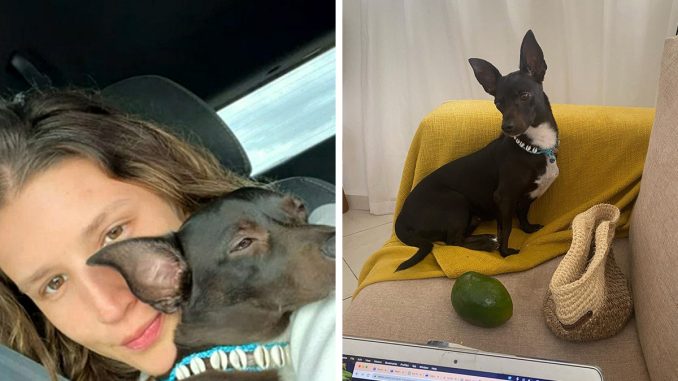 Woman Shares Anguish Over Delta Airlines Losing Her Beloved Pooch In Atlanta Airport