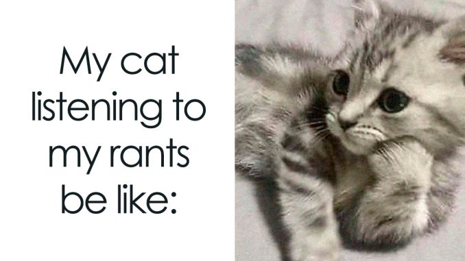 “Memes For My Cat”: 50 Funny Posts Anyone Obsessed With Cats Would Enjoy