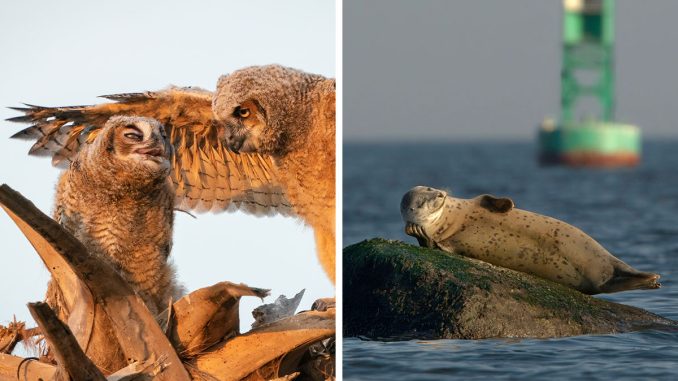 41 Top-Tier Finalist Pics From The 2023 Comedy Wildlife Photography Awards
