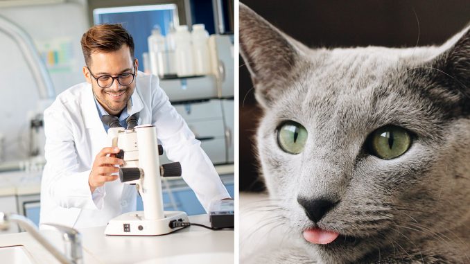 Scientists Have Figured Out How Cats Can Make Purring Sounds, And The Discovery Is Purr-fect