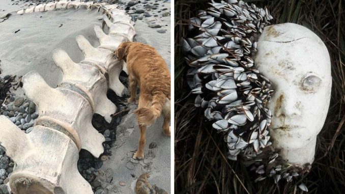 120 Times People Found Unexpected, Interesting, And Bizarre Things At The Beach (New Pics)