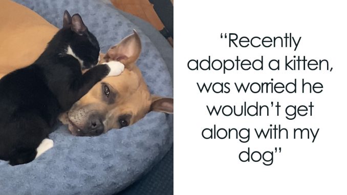 64 Adorable Pets Being Happy To Finally Be Home After Getting Adopted (November Edition)
