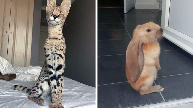 “A Few Sizes Too Big”: 75 Animals That Were Gifted With Enormous Ears
