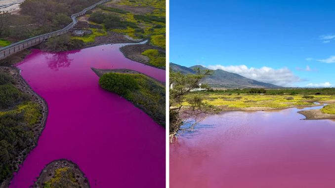 People Flock To Mysteriously Bright Pink Pond In Hawaii As Scientists Warn Of “Concerning” Cause