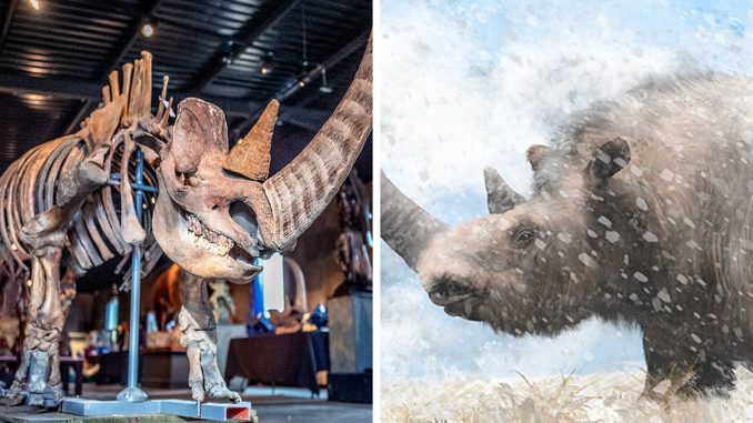 Researchers Reconstruct Europe’s Wooly Rhino Genome From Predator Poop DNA