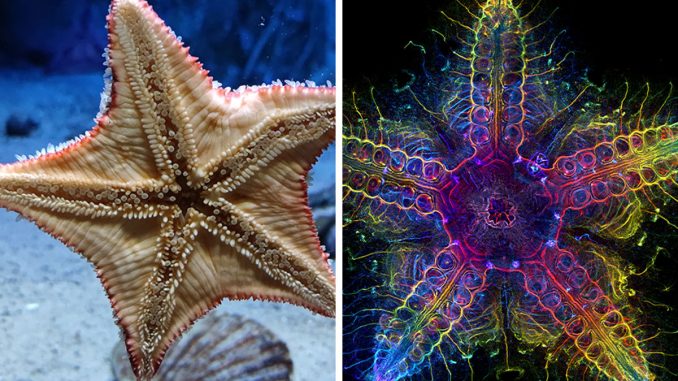 Scientists Resolve Centuries-Old Mystery And Finally Find Starfish’s Head