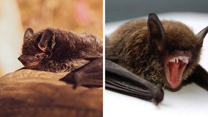 New Study Reveals That Bats Are The Only Mammals To Have Non-Penetrative Mating