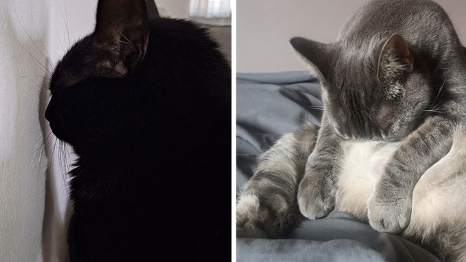 50 Times Cat Owners Hilariously Caught Their Beloved Pets Malfunctioning (New Pics)