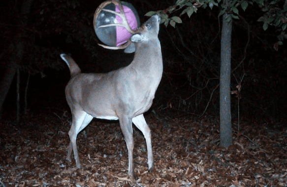 Die 30 Amüsantesten Tierfotos, Die Von Trail-Cams Aufgenommen Wurden!