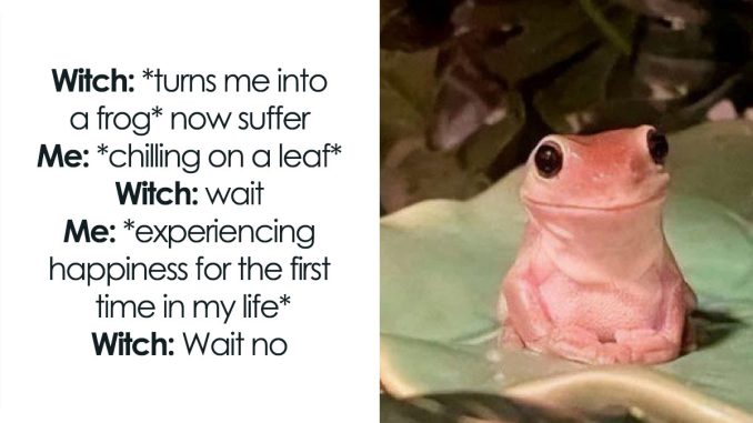 “Animals Doing Things”: 80 Funny And Wholesome Animal Memes And Pics To Make You Smile