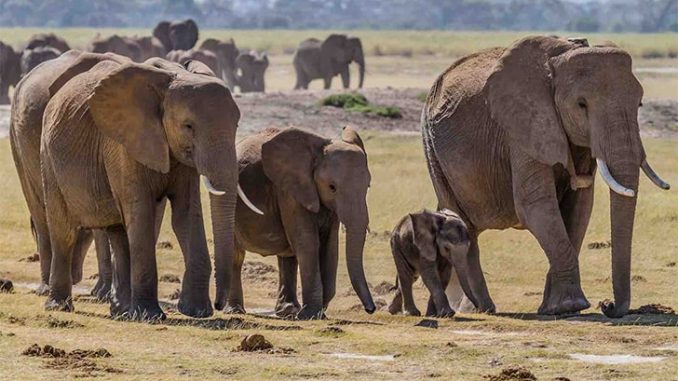 Elephant’s Heroic Effort: The Heartwarming Tale of a Mother’s Love and Determination