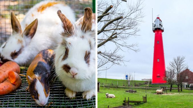 Primary School Student Strangles 11 Animals In Brutal Case Of Mistreatment In The Netherlands