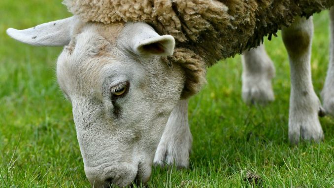 Man Faces Prison Time For Creating ‘Giant’ Hybrid Sheep To Offer Bigger Hunting Trophies