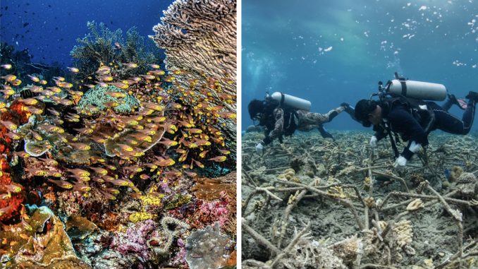A New Discovery Tells That Restored Coral Reefs Can Grow At The Same Speed As Healthy Coral Reefs
