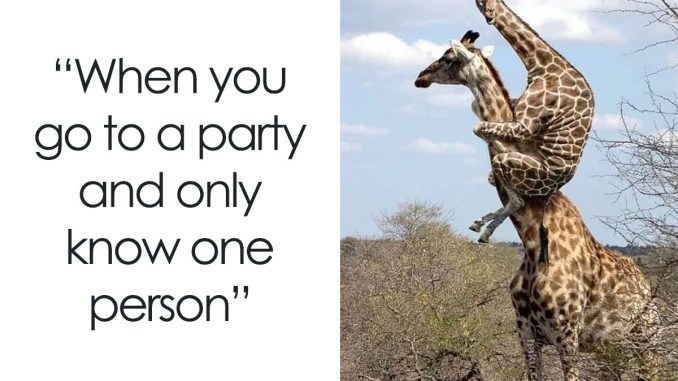 55 Pics From ‘Introvert Mojo’ That You Might Find Painfully Relatable