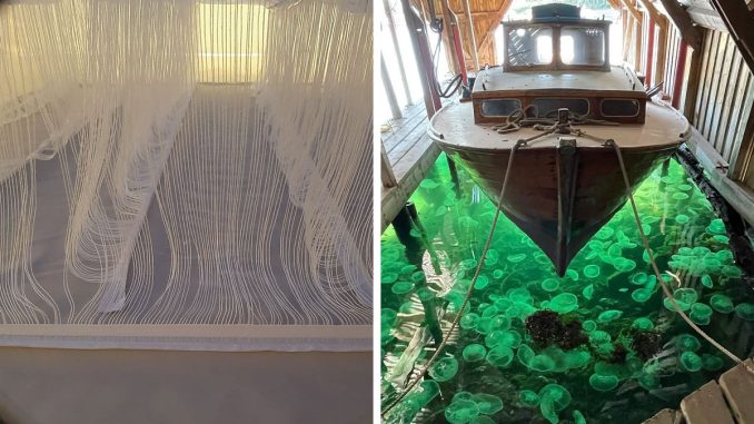 65 Curious Pictures Of Things People Don’t Get To See Often (New Pics)