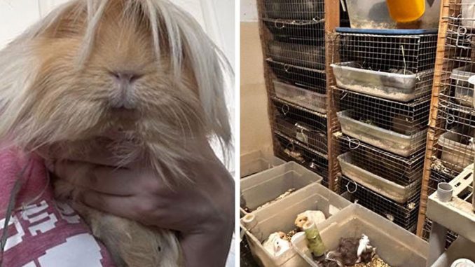 “It’s Insane”: Animal Shelter Left Desperate After Rescuing 500 Guinea Pigs From Hoarder