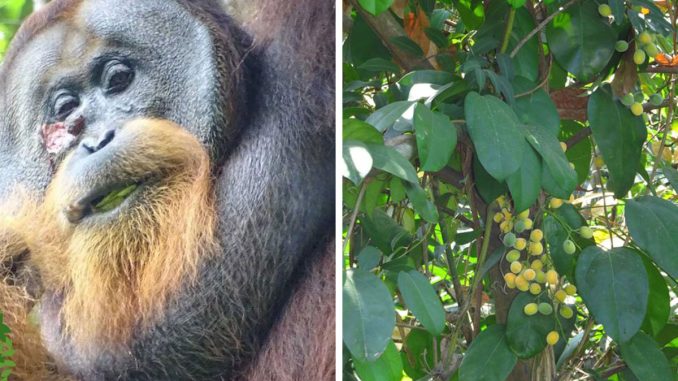In A First, An Orangutan Is Seen Treating Wound With Medicinal Plant
