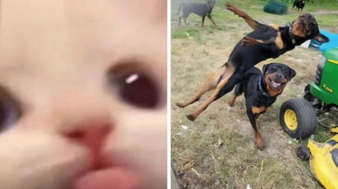 80 Animals Going “Goblin Mode”, As Shared By This Dedicated Instagram Account