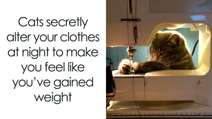 80 Funny Cat Memes That Are Better Than Netflix, As Shared On “Catsfllix”