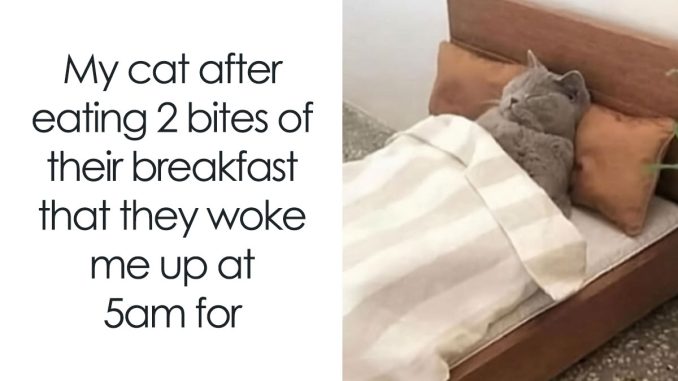 “Tag My Cat”: 60 Adorable Cat Memes To Brighten A Gloomy Day