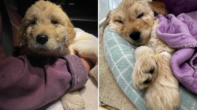 Vet Refuses To Put Down “One Of The Most Beautiful Puppies” Over Birth Defect And Gives Him A Home
