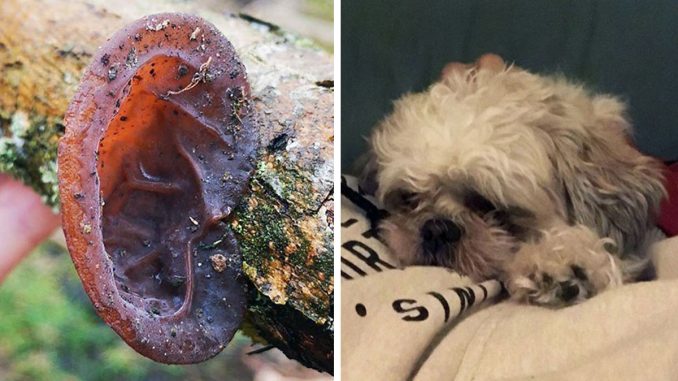 117 Funny Examples Of Pareidolia That Prove Our Brains Will Truly Come Up With Anything (New Pics)