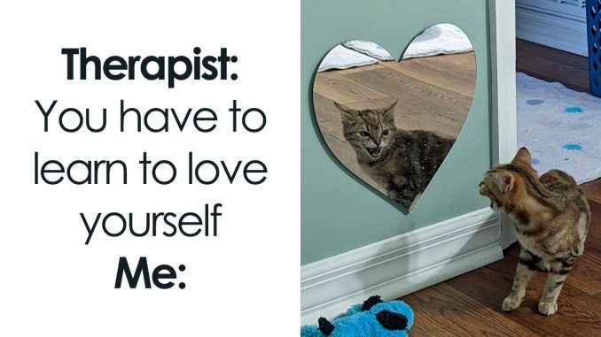 78 Hilarious And Adorable Cat Memes That Prove Why The Internet Loves Them So Much (New Pics)