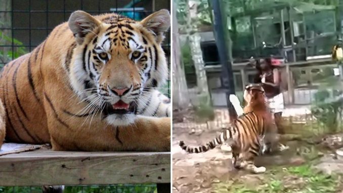 Woman Caught On “Alarming” Video Taunting Tiger After Climbing Into Its Enclosure