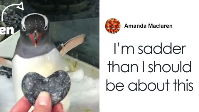 Famous Gay Penguin Sphen Passes Away, Gets Heartbreaking Farewell From Partner And Fellow Birds