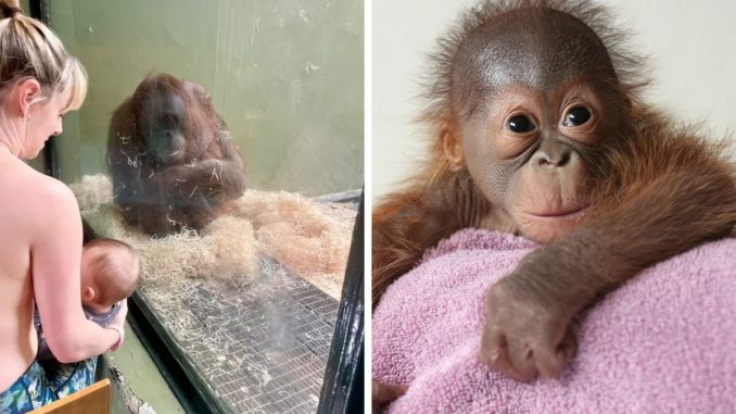 Breastfeeding Moms Unite To Teach Orangutan How To Feed Her Baby At Dublin Zoo