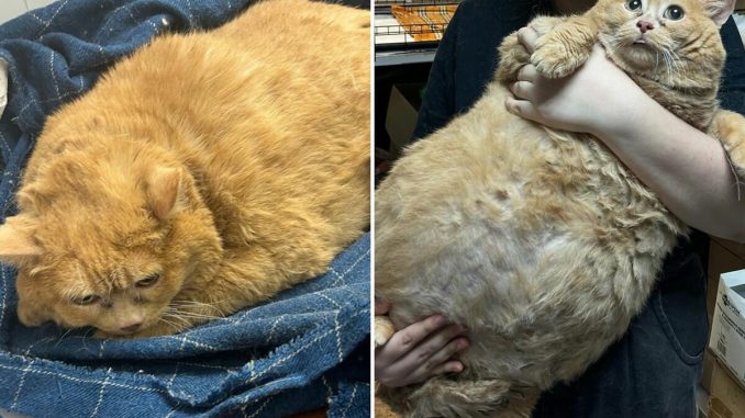 Giant Cat “Crumb” That Weighs Nearly 40 lb Was Rescued From Russian Basement, Sparks Anger