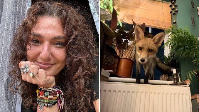 “Gentle” Wild Fox Goes Viral For Regularly Sneaking Into Woman’s Home And Sleeping In Her Bed