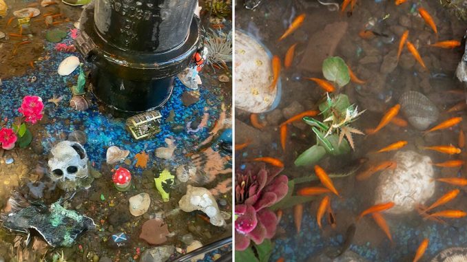 “Fish Torture Chamber”: Aquarium With Real Fish Created Around Leaky Fire Hydrant Sparks Concerns