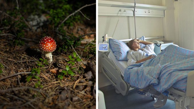 “My Entire Family Was In Hospital”: Family Finds Out Mushroom Book Was AI-Generated