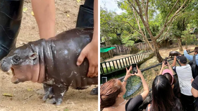 Moo Deng, Viral 2-Month-Old Baby Hippo, Disrupted By “Cruel” Behavior From Zoo Visitors
