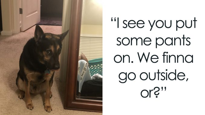 82 Cute And Funny Pics For Your Daily Dose Of Dog Content, Shared By This IG Page