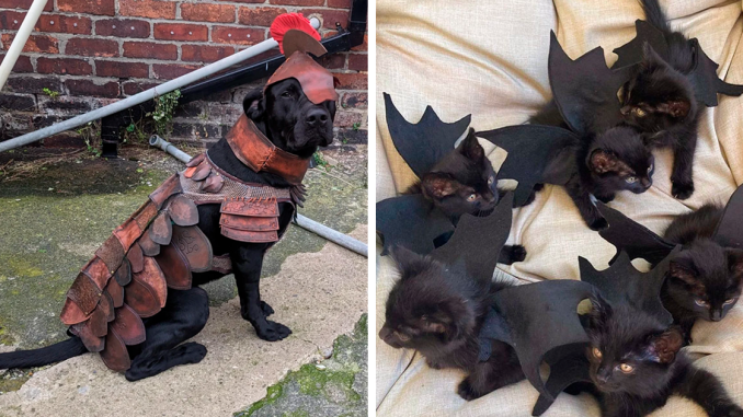 115 Precious Photos Of Pets Who Went All Out For Halloween (New Pics)