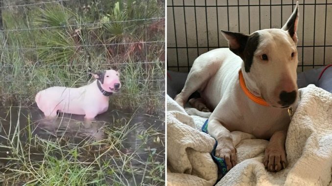 “Justice Prevails”: Man Who Tied Dog To Fence During Hurricane Milton Charged With Animal Cruelty