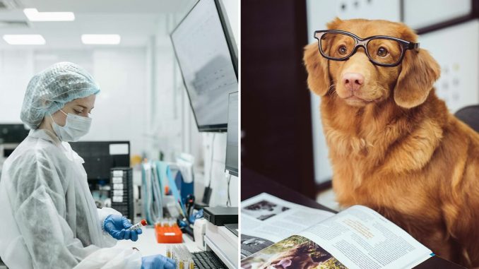 Dogs May Be Entering A New Phase Of Evolution Due To Modern Human Life, According To Scientists