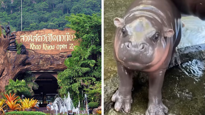 “Put Them In Jail”: Tourist Sparks Outrage After Firing Slingshot In Zoo That Houses Moo Deng