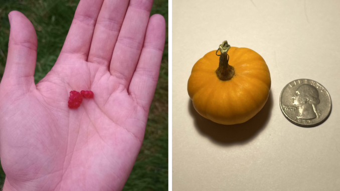 79 Hilarious Pics Of People Trying To Grow Their Own Food And Failing (New Pics)