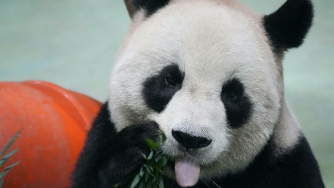 27 Questions About Pandas That Will Have You Smiling In No Time