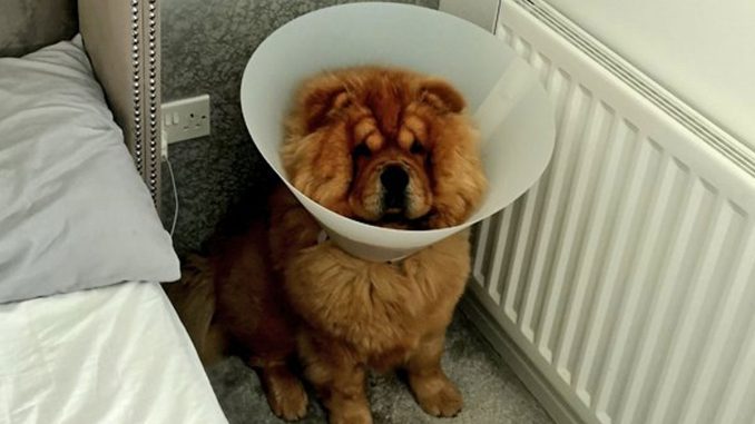 65 Funny Posts That Showcase The Unique Brand Of Scottish Humor (New Pics)