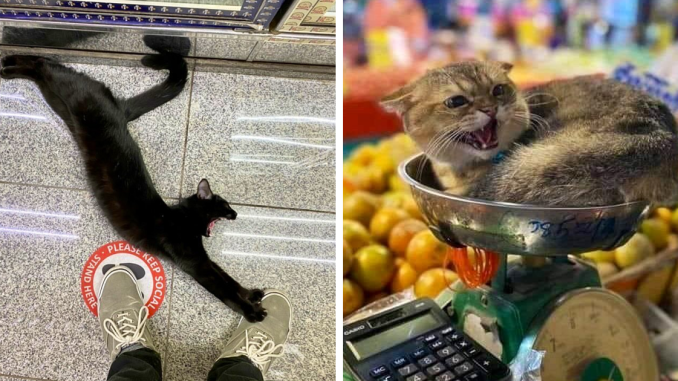 This Twitter Account Collects Photos Of Cats In Small Shops Looking Like They Own The Place (50 New Pics)