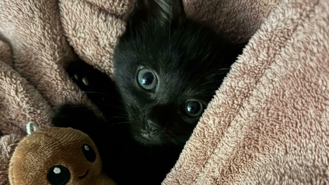 99 Animal Adoption Pics From April To Inspire You To Open Up Your Home To (More) Pets