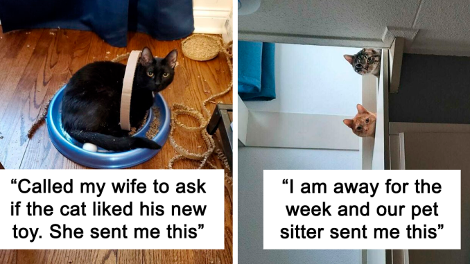48 Times Cats Made Their Owners Laugh And They Just Had To Share Pics Online
